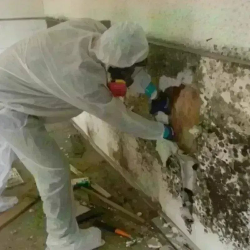 Mold Remediation and Removal in Wilsons Mills, NC